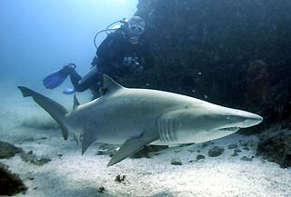 Man's Best Friend - Grey Nurse Shark