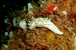 Glossodoris atromarginata