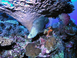 Barramundi Cod