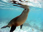 Sea lion