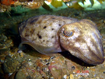 Cuttlefish