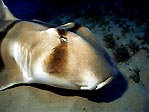 Port Jackson Shark