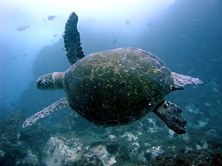 Green Turtle