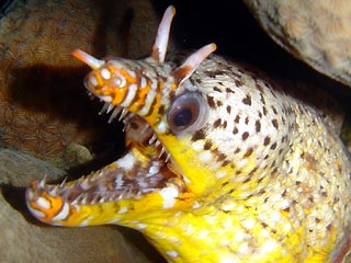 Dragon Moray Eel