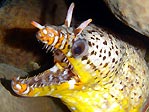 Dragon Moray Eel