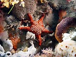 Red Sea Star