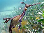 Weedy Seadragon under Flinders Pier