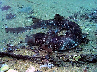 Cat Shark feeding under Flinders Pier