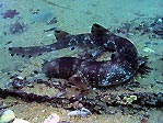 Cat Shark feeding under Flinders Pier