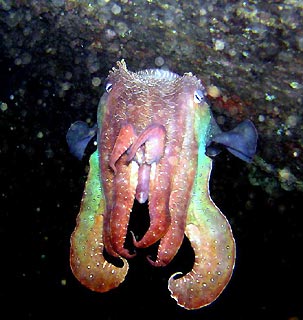 Cuttlefish