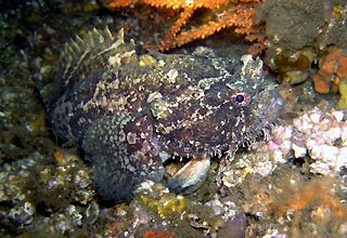 Eastern Frogfish