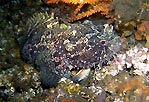 Eastern Frogfish