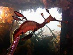 Weedy Seadragon