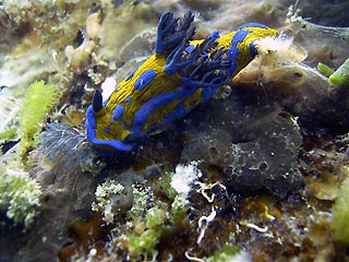 Nudibranch at Flinders Pier