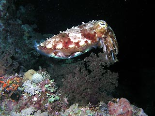 Cuttlefish at Raine Island