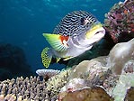 Diagonal-striped Sweetlips