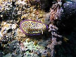 Nudibranch at Mons' Pinnacle