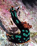 Nudibranch at Mons' Pinnacle