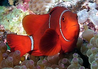 Spine-cheek Anemonefish