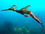 Male Weedy Seadragon, with eggs.