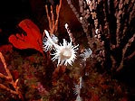 Anemones in Jervis Bay