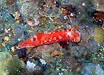 Nudibranch at Rapid Bay Jetty