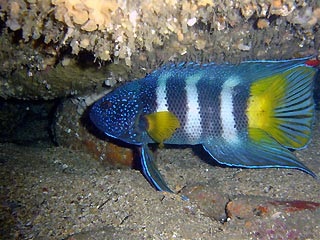 Eastern Blue Devil