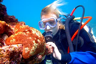 Pin Cushion Sea Star