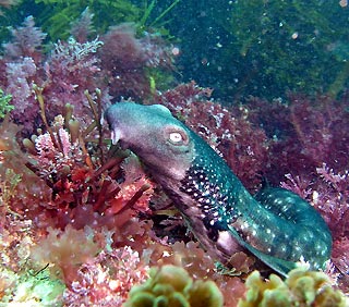 Varied catshark