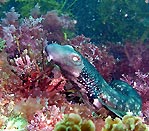 Varied catshark