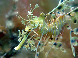 Leafy Seadragon