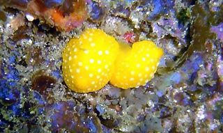 Nudibranchs at Jervis Bay