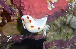 Nudibranchs at Jervis Bay