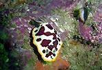 Nudibranchs at Jervis Bay