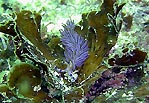 Nudibranchs at Jervis Bay