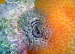 Tube worm at Jervis Bay