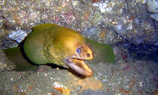 Green Moray Eel at Jervis Bay