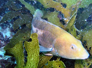 Brown-spotted Wrasse