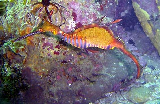 Weedy Seadragon