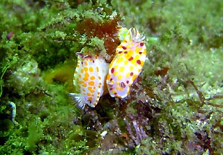 Nudibranchs at Jervis Bay