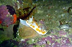 Nudibranch at Jervis Bay