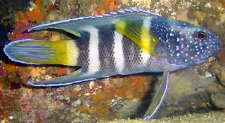 Juvenile Eastern Blue Devil