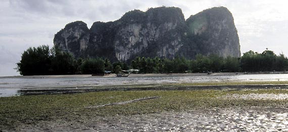 Restoring a Fishery - with dugongs