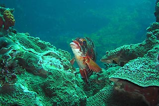 Red-lip Morwong