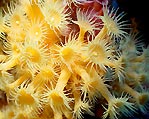 Yellow Zoanthids