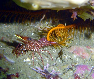 Hinge-back Shrimp at Boat Harbour