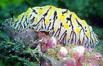 Nudibranch at Boat Harbour