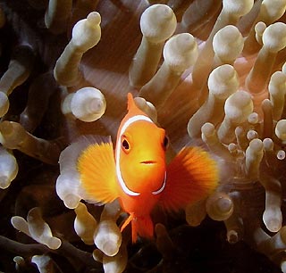 Spinecheek Anemonefish