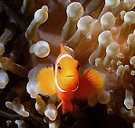 Spinecheek Anemonefish