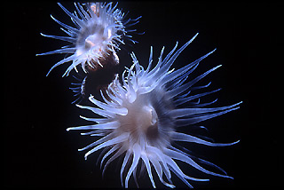 Tiger anemone